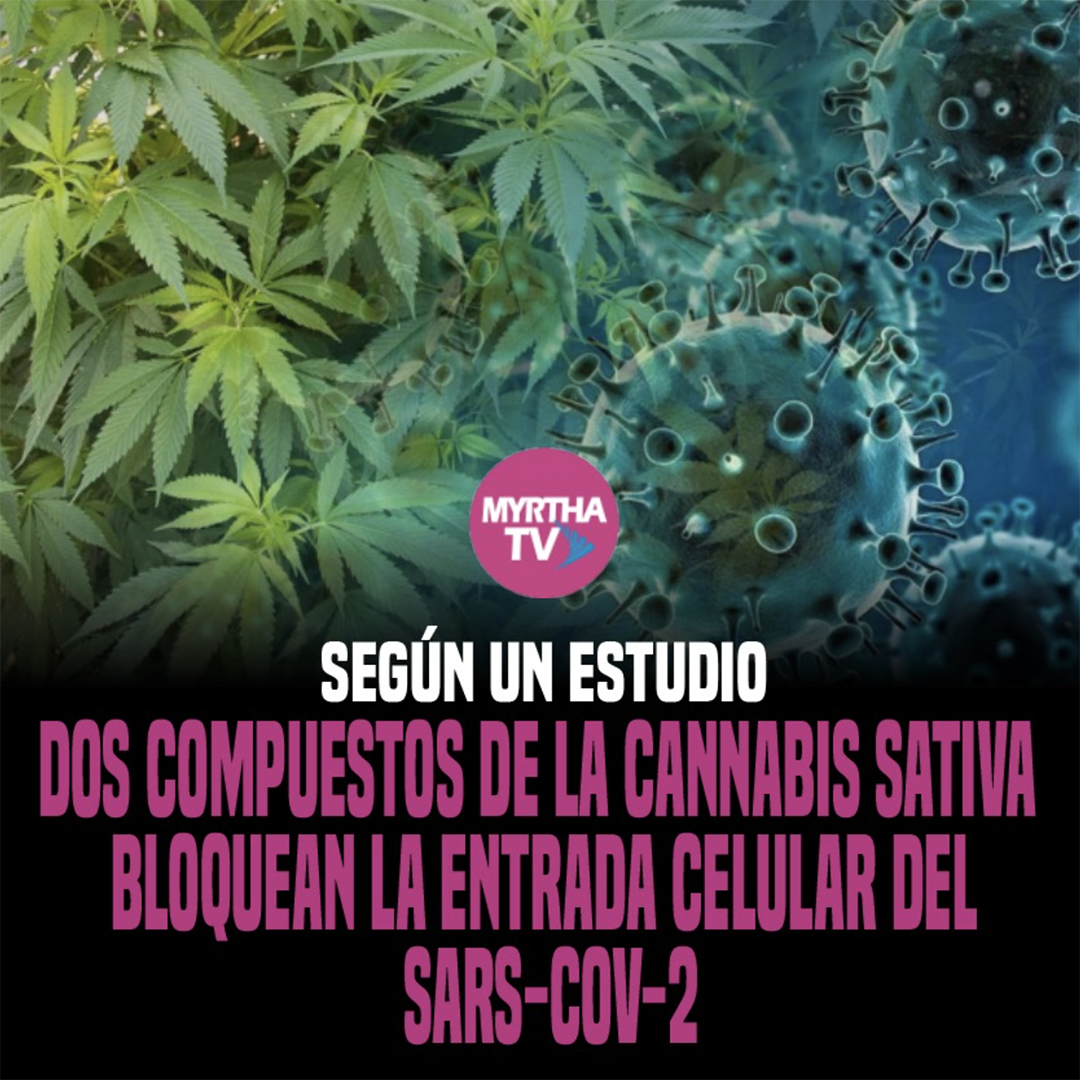 SEGÚN UN ESTUDIO DOS COMPUESTOS DE LA CANNABIS SATIVA BLOQUEAN LA ENTRADA CELULAR DEL SARS-COV-2